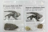 Lot: Bagged Maiasaura Bone Fragments - Pieces #138129-1